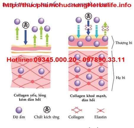 Tầm quan trọng của Collagen với da