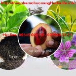 Thành phần có trong trà thảo mộc cô đặc herbalife